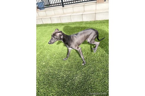成約済の愛知県のイタリアングレーハウンド(イタグレ)-348506の3枚目