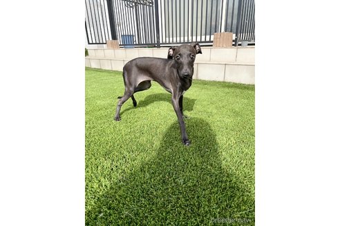 成約済の愛知県のイタリアングレーハウンド(イタグレ)-348506の4枚目