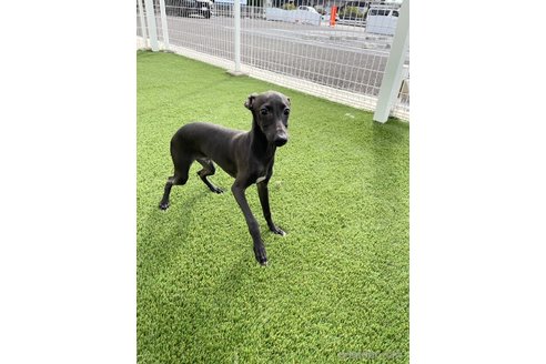 成約済の愛知県のイタリアングレーハウンド(イタグレ)-348506の5枚目