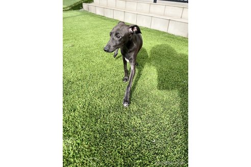 成約済の愛知県のイタリアングレーハウンド(イタグレ)-348506の7枚目