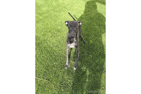 成約済の愛知県のイタリアングレーハウンド(イタグレ)-348506の6枚目