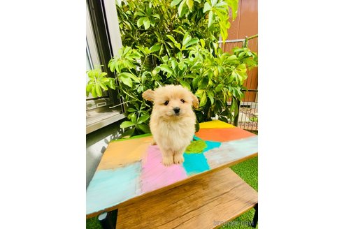 成約済の千葉県のミックス犬-346204の2枚目