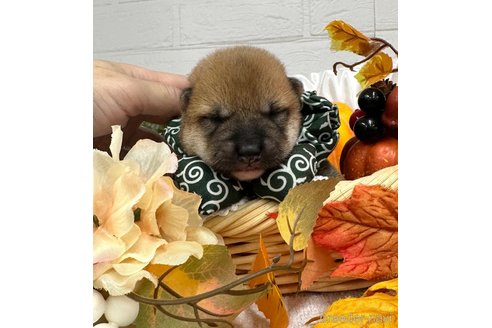 成約済の愛知県の柴犬-348520の22枚目