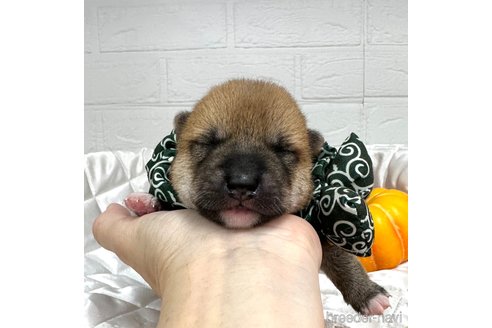 成約済の愛知県の柴犬-348520の19枚目