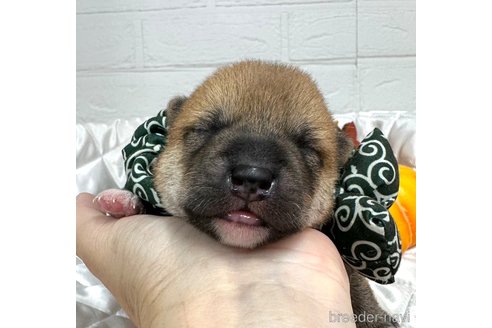 成約済の愛知県の柴犬-348520の18枚目