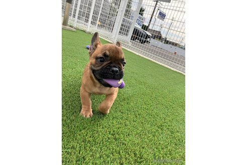 成約済の愛知県のフレンチブルドッグ-348525の5枚目