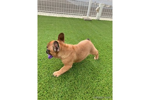 成約済の愛知県のフレンチブルドッグ-348525の4枚目