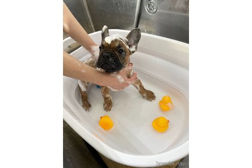 成約済の愛知県のフレンチブルドッグ-348525の7枚目