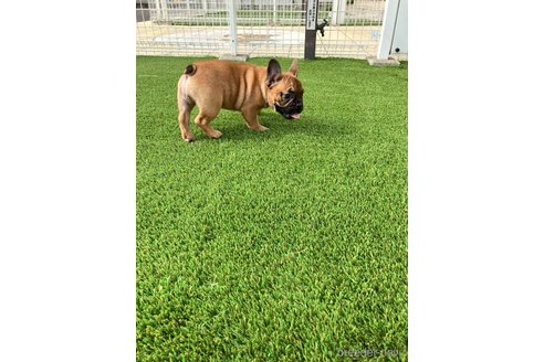 成約済の愛知県のフレンチブルドッグ-348525の2枚目