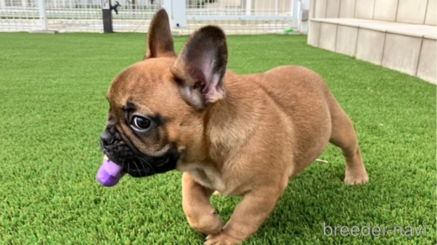 成約済の愛知県のフレンチブルドッグ-348525の1枚目