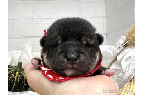 成約済の愛知県の柴犬-348527の20枚目