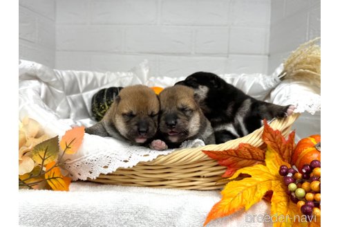 成約済の愛知県の柴犬-348527の12枚目