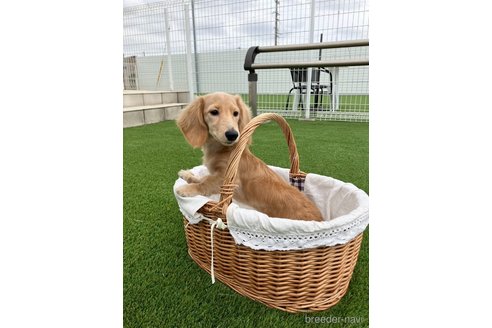 成約済の愛知県のミニチュアダックスフンド(ロングヘアード)-348529の2枚目