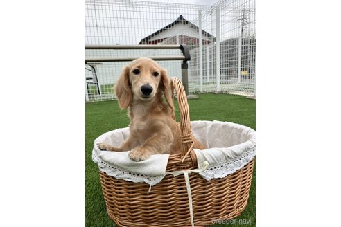 成約済の愛知県のミニチュアダックスフンド(ロングヘアード)-348529の1枚目