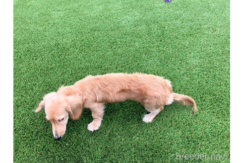 成約済の愛知県のミニチュアダックスフンド(ロングヘアード)-348529の3枚目