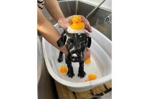 成約済の愛知県のラブラドールレトリーバー-347198の4枚目
