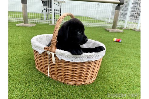 成約済の愛知県のラブラドールレトリーバー-347198の2枚目