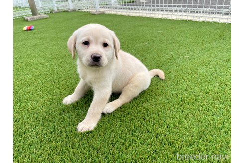 成約済の愛知県のラブラドールレトリーバー-347197の1枚目