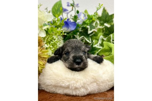 成約済の埼玉県のミニチュアシュナウザー-344751の4枚目