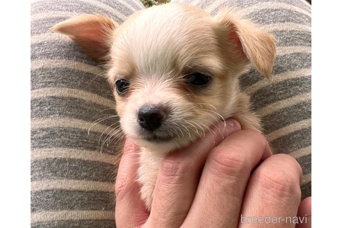成約済の千葉県のチワワ(ロングコート)-348553の7枚目