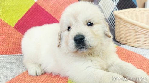 成約済の和歌山県のゴールデンレトリーバー-345655の4枚目