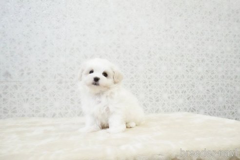 成約済の東京都のマルチーズ-348578の5枚目