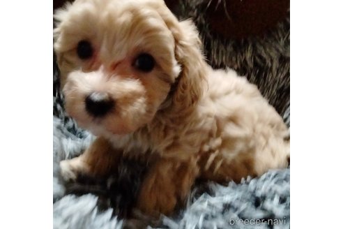 成約済の埼玉県のマルプー:マルチーズ×トイプードル-348592の14枚目