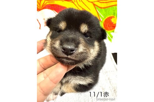 成約済の愛知県の柴犬-345641の19枚目