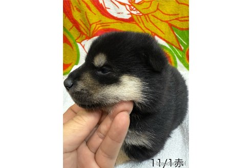 成約済の愛知県の柴犬-345641の18枚目