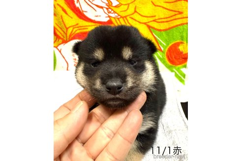 成約済の愛知県の柴犬-345641の17枚目