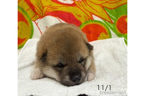 成約済の愛知県の柴犬-345643の8枚目
