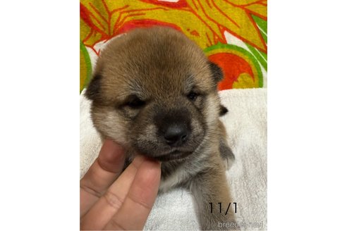 成約済の愛知県の柴犬-345643の9枚目