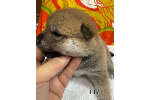 成約済の愛知県の柴犬-345643の10枚目