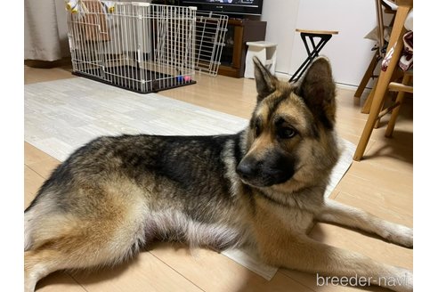 ののミックス犬-