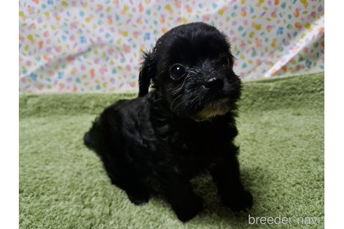 成約済の愛知県のチワプー:チワワ×トイプードル-346950の9枚目