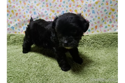 成約済の愛知県のチワプー:チワワ×トイプードル-346950の7枚目