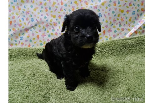 成約済の愛知県のチワプー:チワワ×トイプードル-346950の6枚目