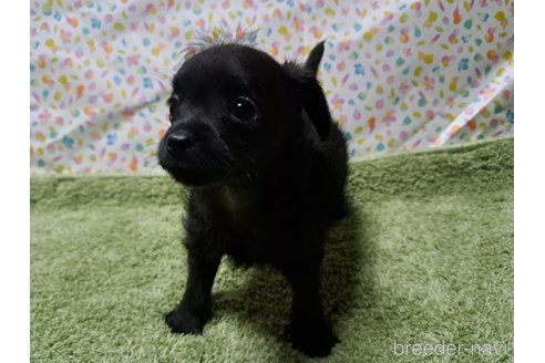 成約済の愛知県のチワプー:チワワ×トイプードル-346953の18枚目