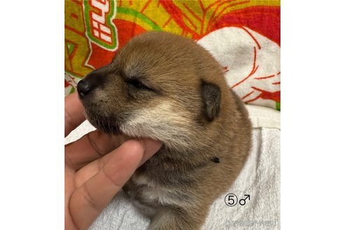 成約済の愛知県の柴犬-348629の13枚目