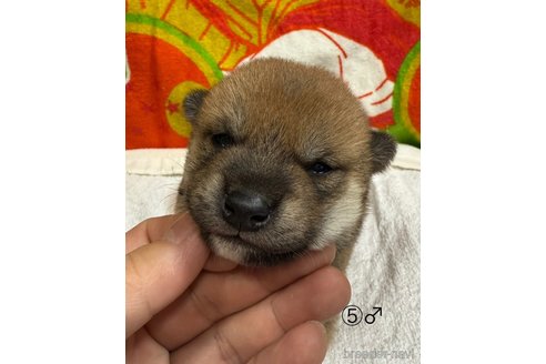 成約済の愛知県の柴犬-348629の14枚目
