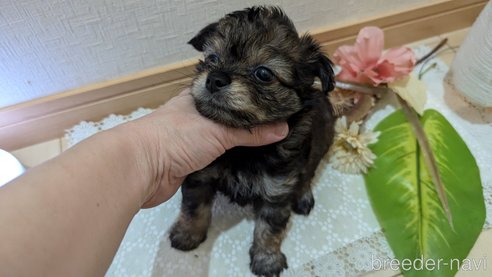 成約済の広島県のチワプー:チワワ×トイプードル-345220の62枚目