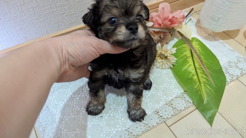 成約済の広島県のチワプー:チワワ×トイプードル-345220の61枚目