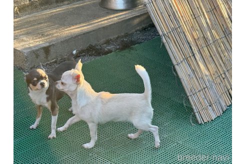 成約済の福岡県のチワワ(スムースコート)-348676の10枚目
