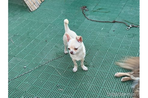成約済の福岡県のチワワ(スムースコート)-348676の8枚目