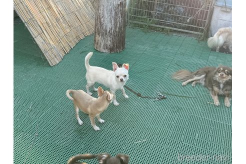 成約済の福岡県のチワワ(スムースコート)-348676の9枚目