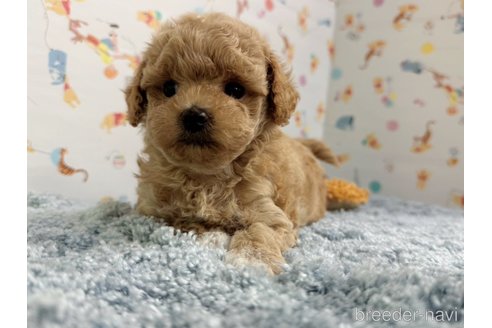 成約済の東京都のマルプー:マルチーズ×トイプードル-344036の1枚目