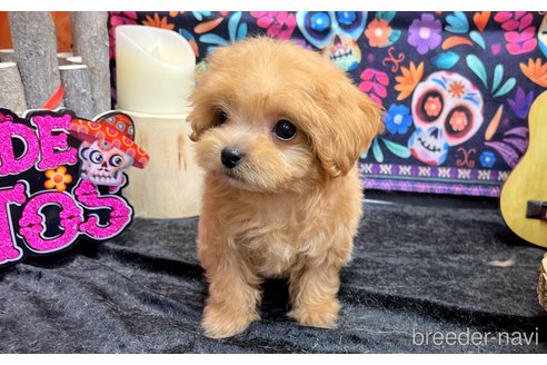成約済の愛知県のマルプー:マルチーズ×トイプードル-348686の4枚目