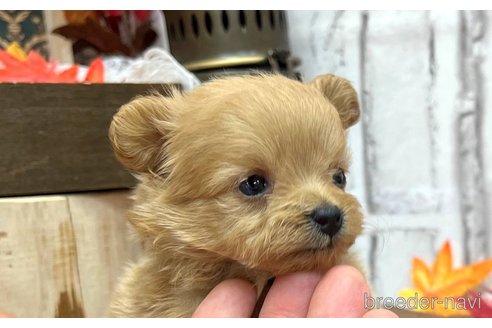 成約済の愛知県のポメプー:ポメラニアン×トイプードル-348694の2枚目
