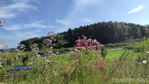 販売中の千葉県のチワワ(スムースコート)-186746の34枚目