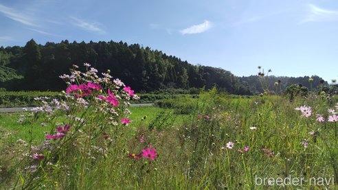 販売中の千葉県のチワワ(スムースコート)-186746の33枚目